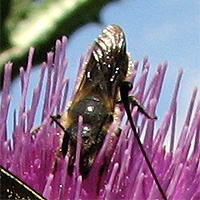 Blattschneidebiene