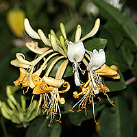 Waldgeissblatt