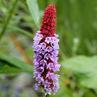 Orchideenprimel